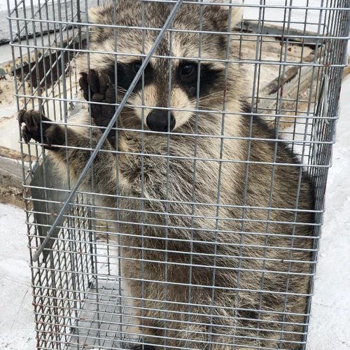 Trapped Raccoon