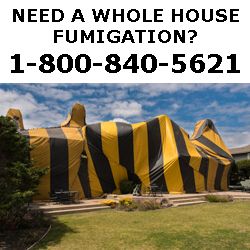 Whole Structure Fumigation