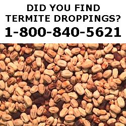 Termite Droppings?