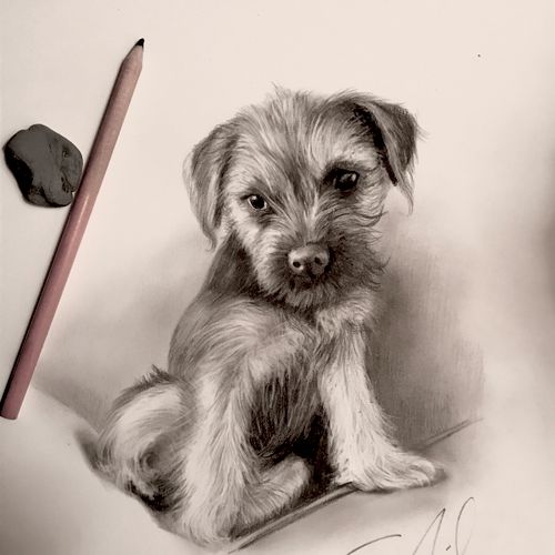 "Dog Portrait"  charcoal on paper   9 x 12"