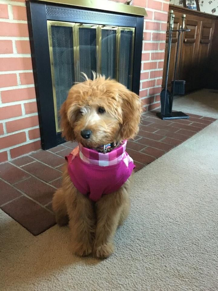 Puppy Training
