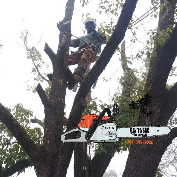 Bay To Sac Tree Services