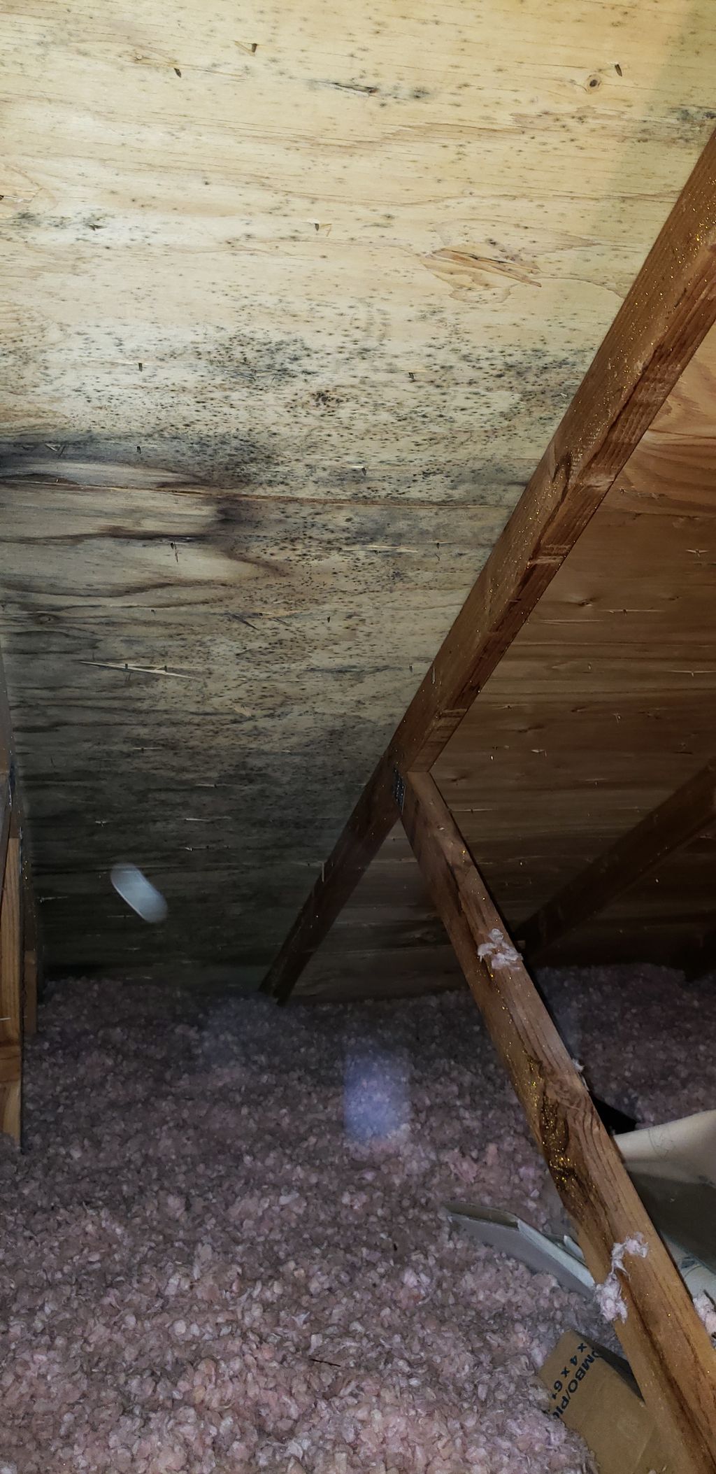 Attic Mold - Before