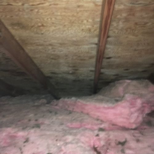 Attic Mold - After