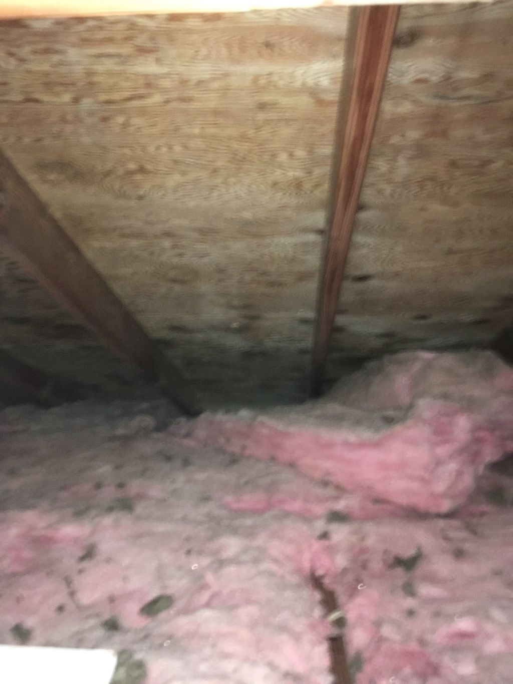 Attic Mold - After