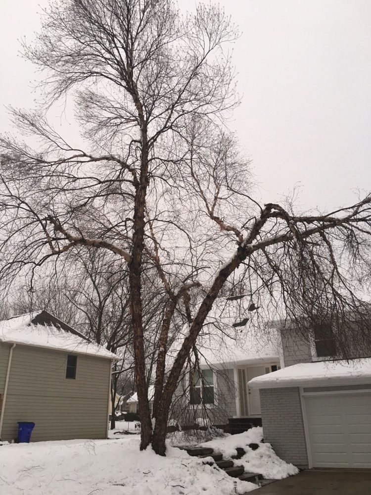 Photo#1 - Before cutting