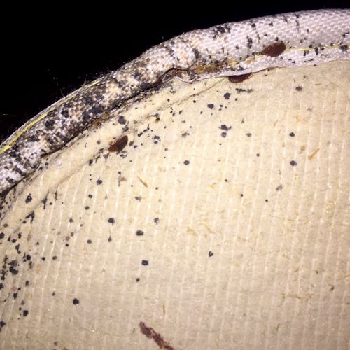 Bed bugs, fecal spots and shed skin inside a mattr