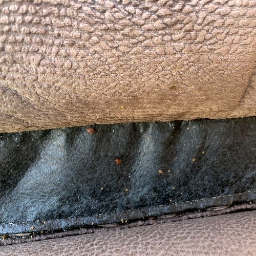 Bedbugs hiding!