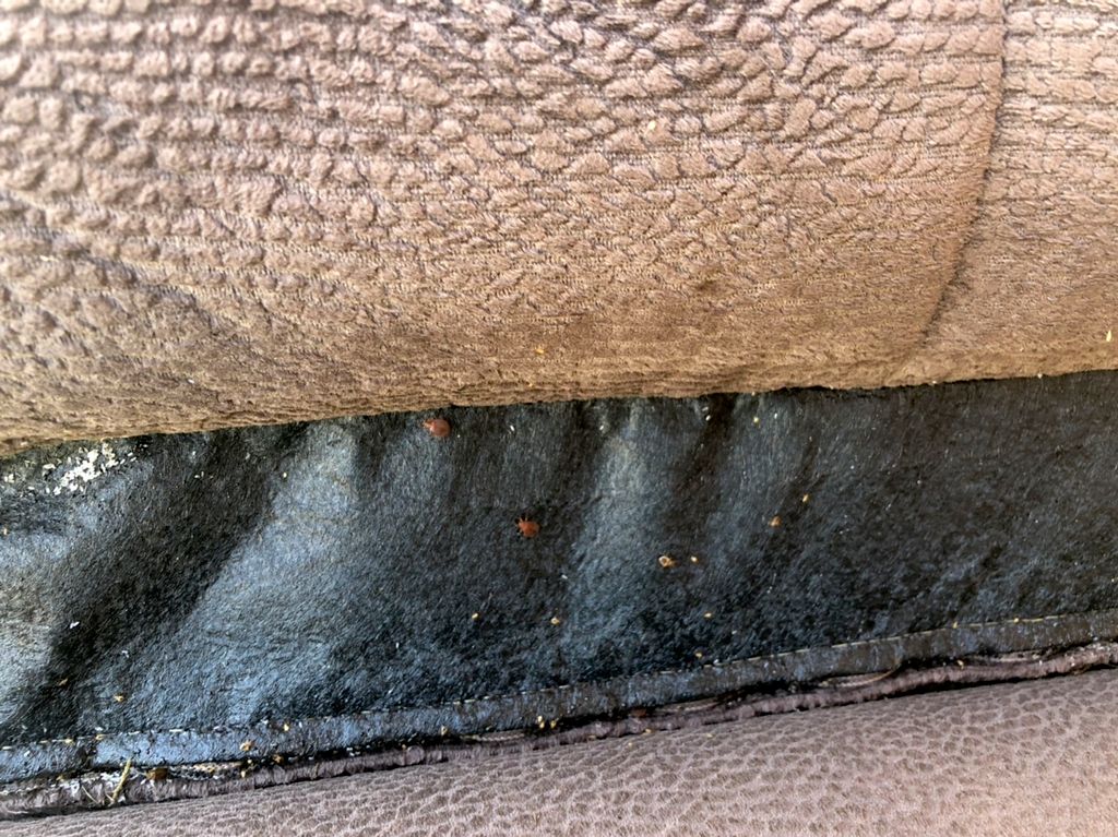 Bedbugs hiding!