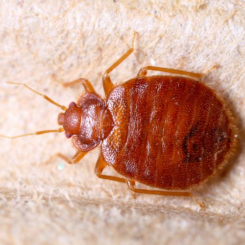 Bedbug up close and personal!