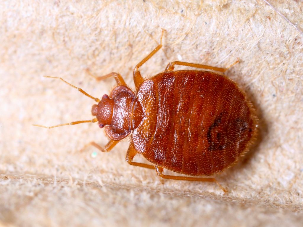 Bedbug up close and personal!