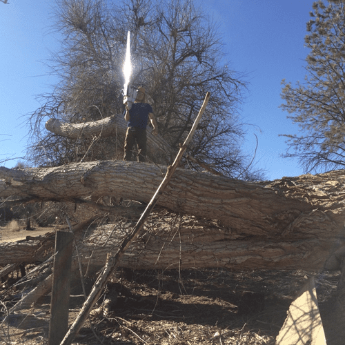 Lucas Posing on a massive cottonwood log