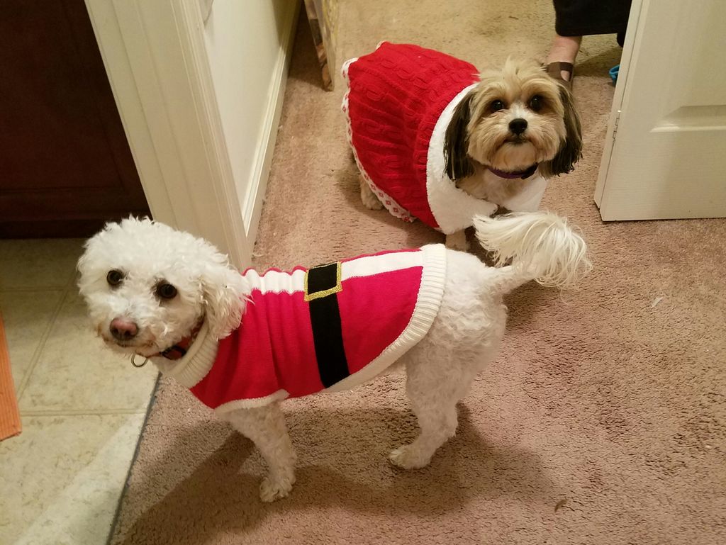 Walkies??!!
