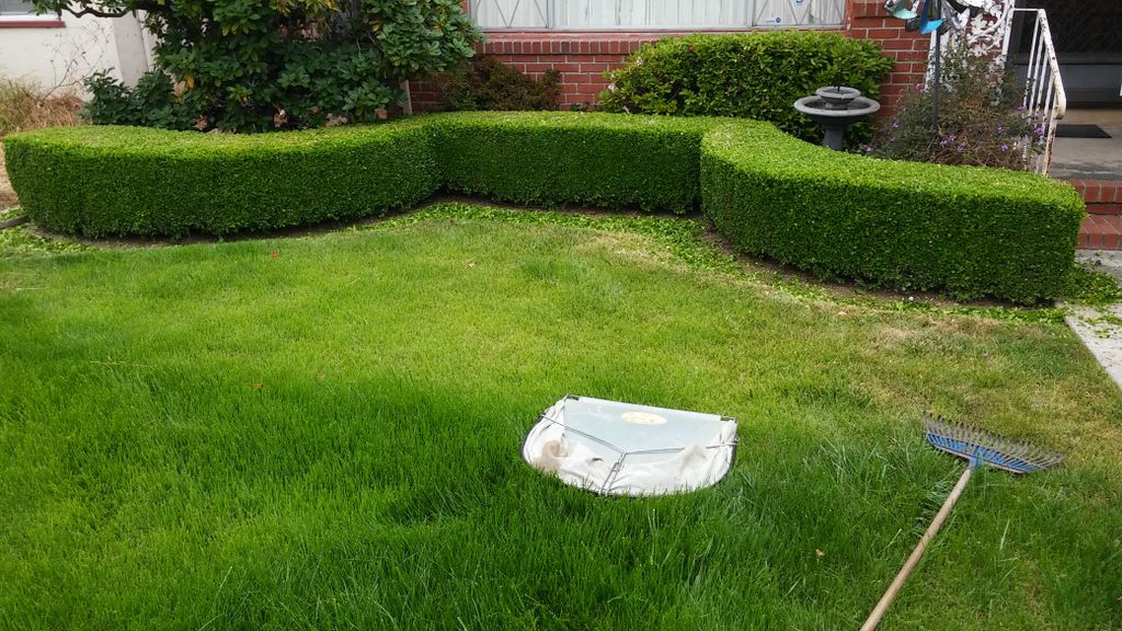 Hedge trimmed