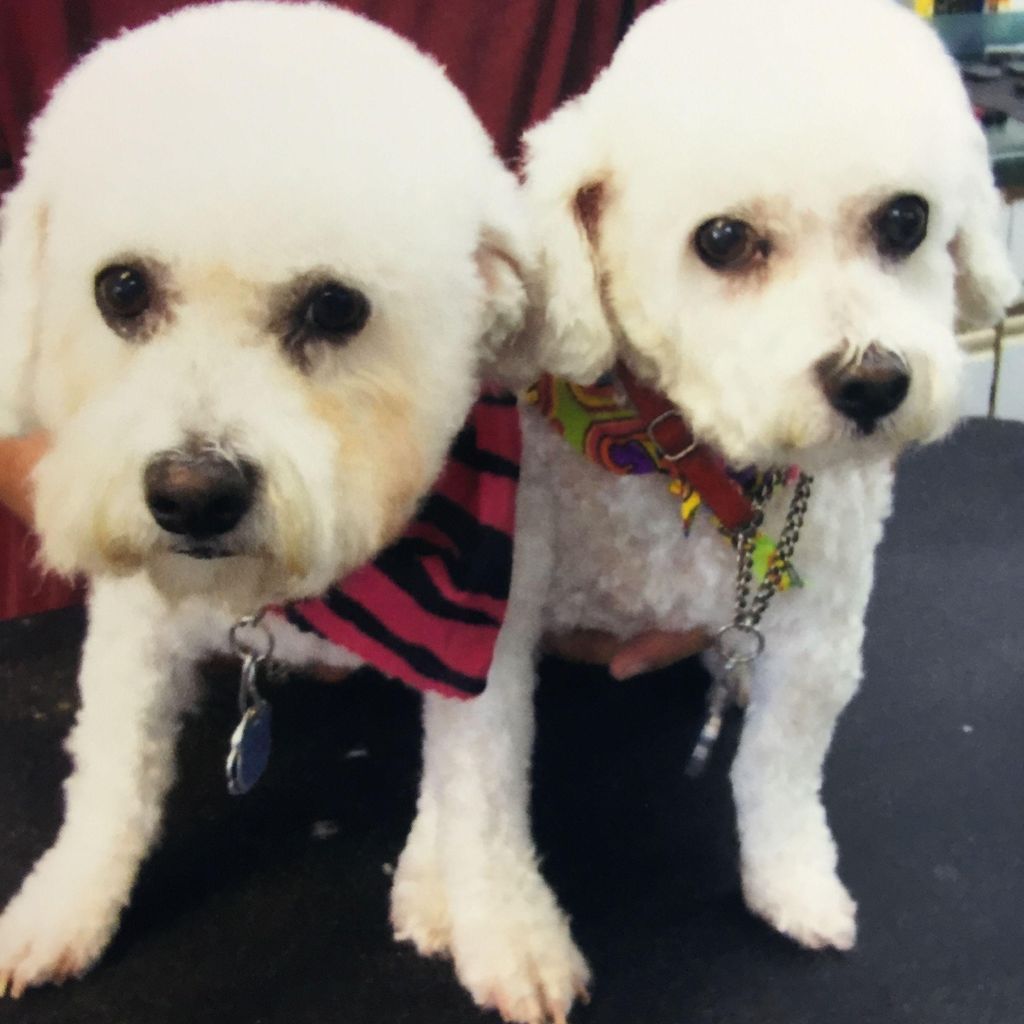 Bayshore Pet Grooming and Boarding