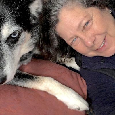 american staffordshire terrier australian cattle dog mix