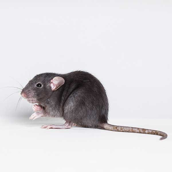 Rodents