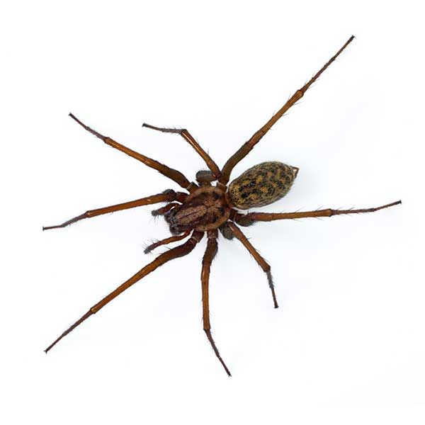Spiders
