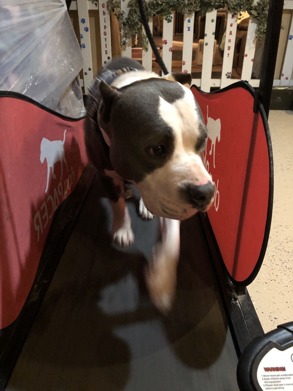 We can train your dog to run on a treadmill 