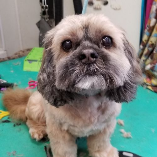 ClipNSnip Mobile Dog Grooming Waldorf, MD Thumbtack