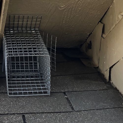 American Rodent Control Co. Austin, TX Thumbtack