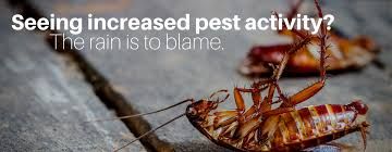 roach control