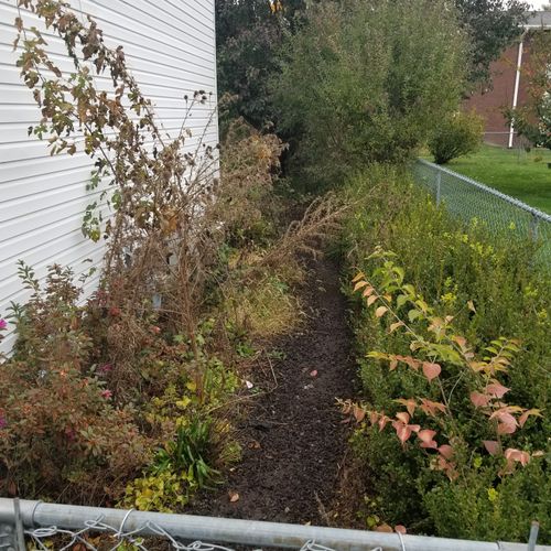 Landscape clean up before picture