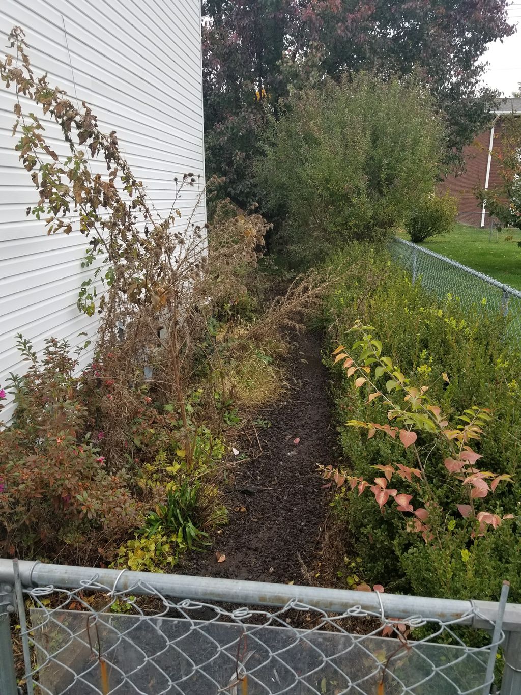 Landscape clean up before picture