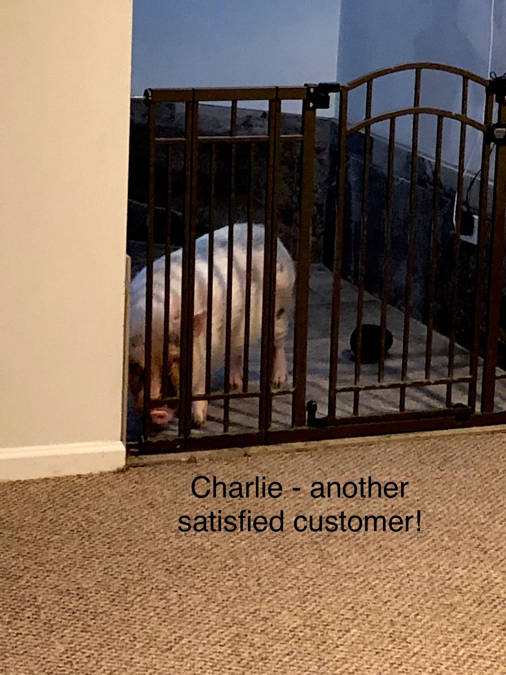 We treat ALL pet stains and odors, even  adorable 
