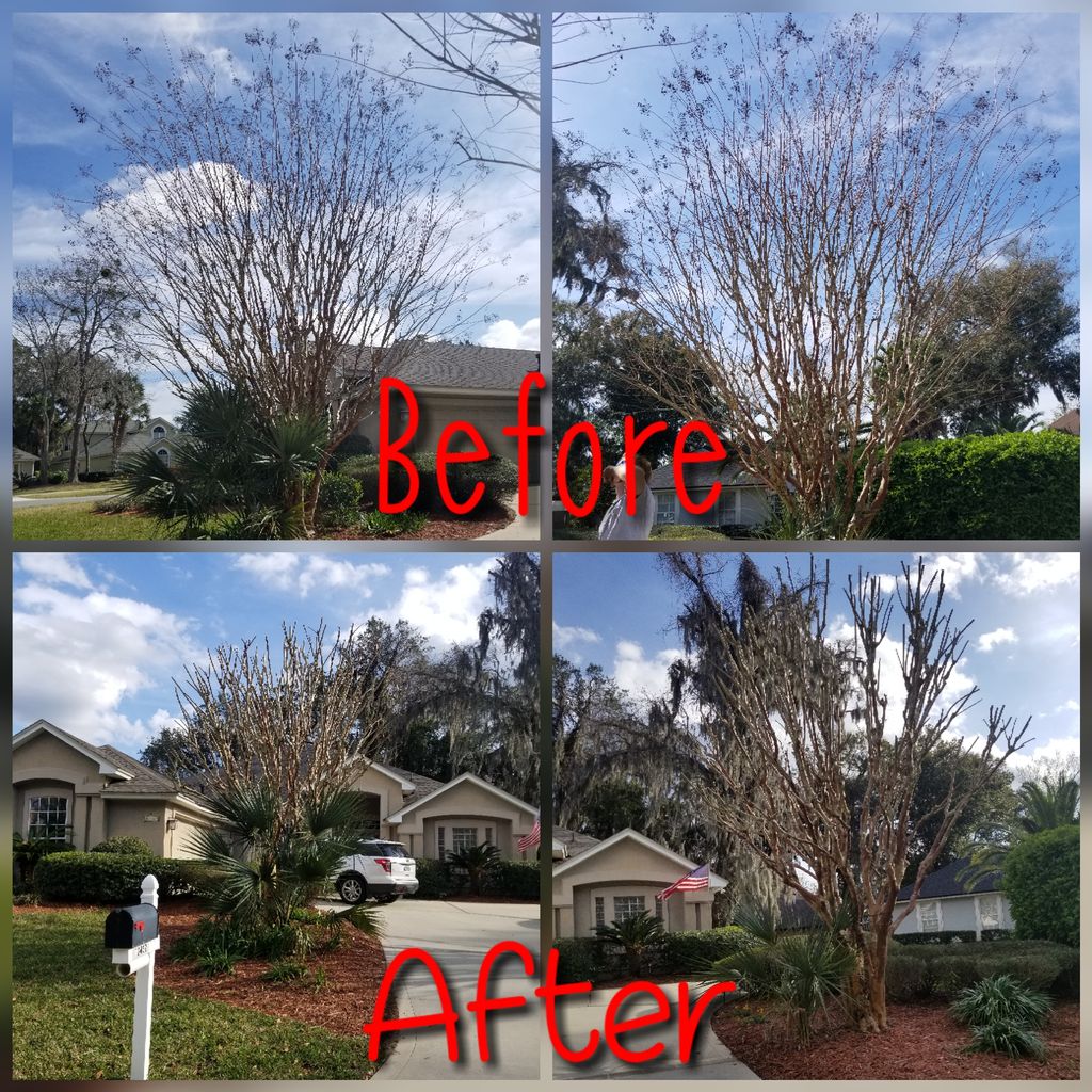 Light Tree Trimming (Crape Myrtles)