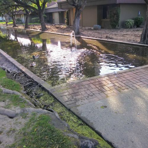 Clean pond at business offices