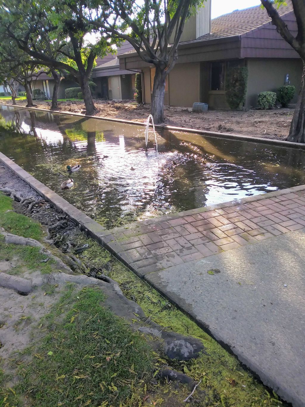 Clean pond at business offices