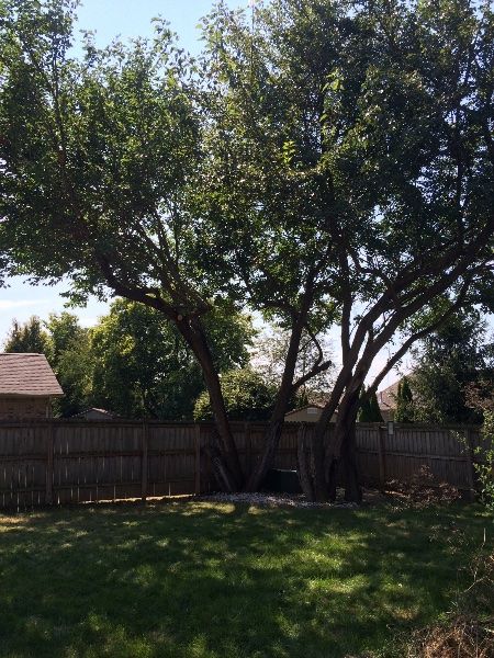 They trimmed a tree that's over 30 feet.  They hau