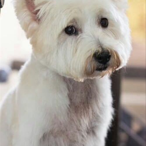I have a grumpy Westie who bites and likes dirt, b