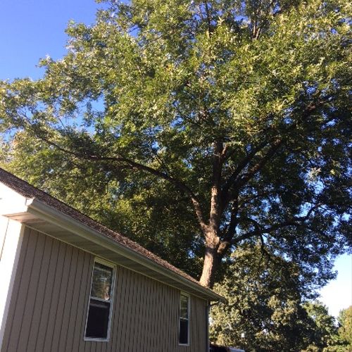 Hired to cut branches above my garage and cottage.