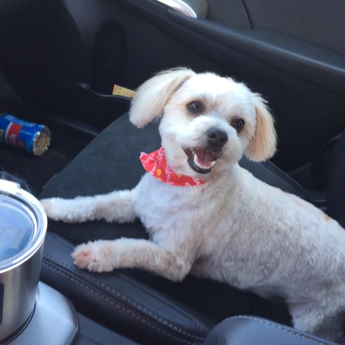 I took my baby for his first grooming, and was so 