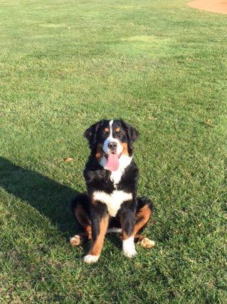 We have used Suzanne and Danny for our Bernese Mou