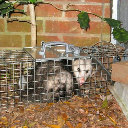 called them out to removal so opossums that was go
