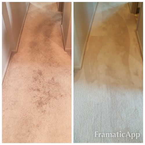 Amazing! I got my Dad's carpet cleaned today and H
