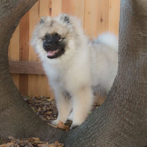 I had pictures taken of my 5 month old keeshond pu
