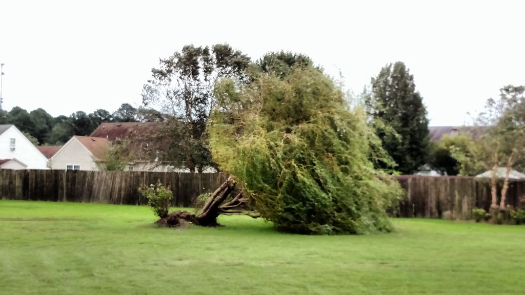 We had a 35 foot tall Curly Willow Tree that was b