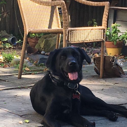 We got a young rescue dog Yasik, a lab mix with a 