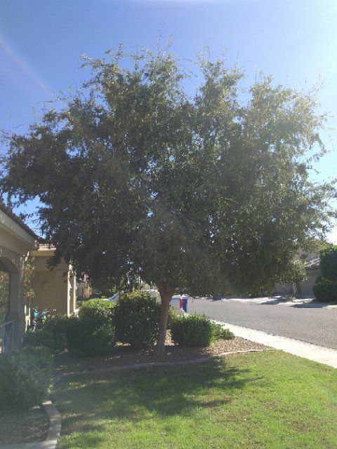 Had Bob come out and trim a large tree in my front