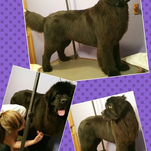 Breed specific grooming
