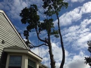 Asc Treeservice  is the  best reasonable prices!  