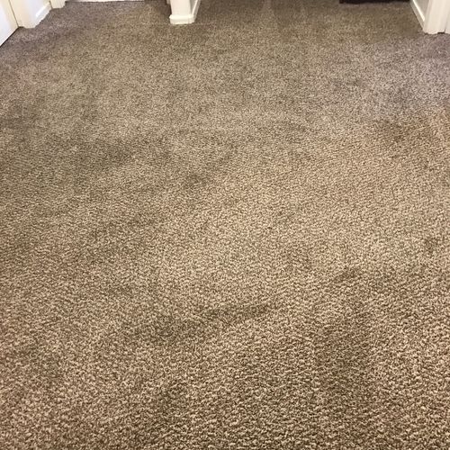 I was very pleased with the results on my carpet. 