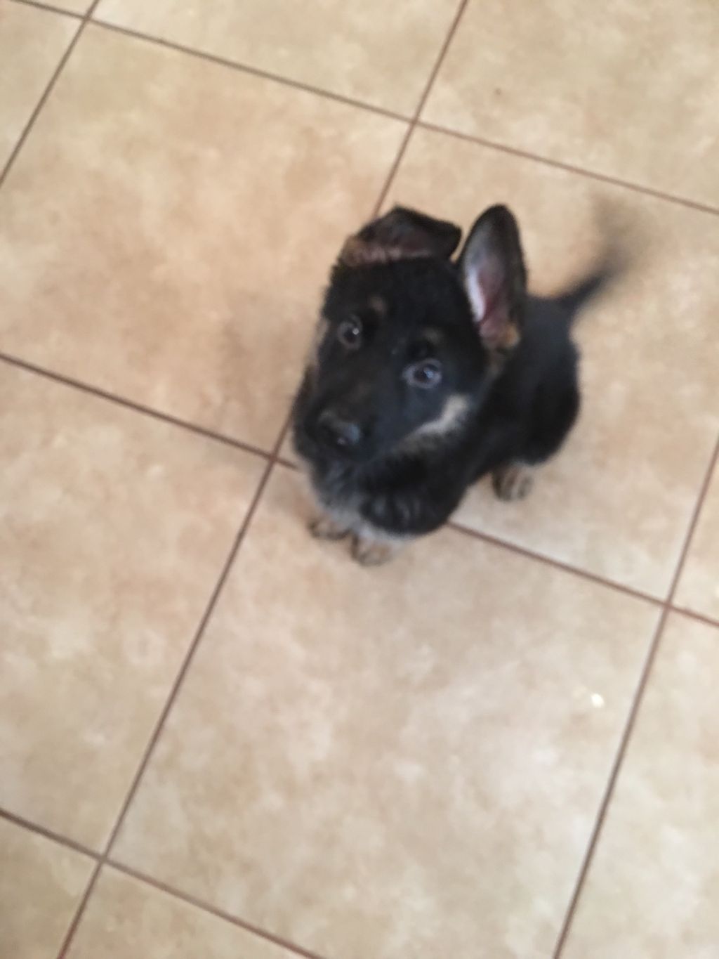 Our 11 week old German Shepherd puppy responded ri