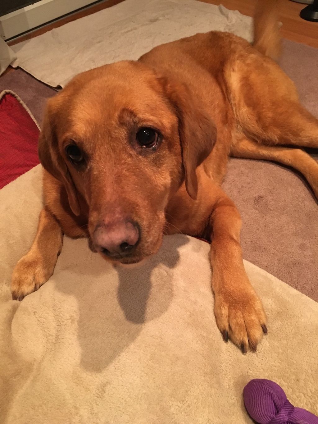 She washed, clipped nails and did her ears... awes