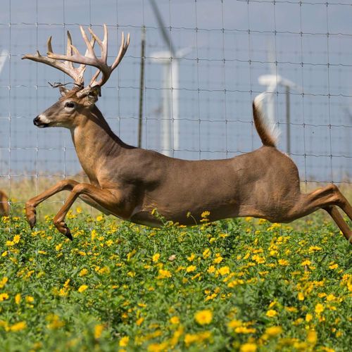 Photos of Whitetails at my farm..Mikael is a artis