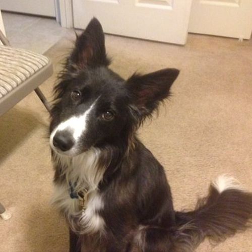 I have a 3 year old rescued Border Collie named Sa